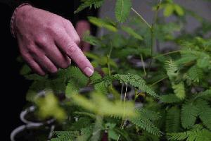 Scientists discover plants can “Count”